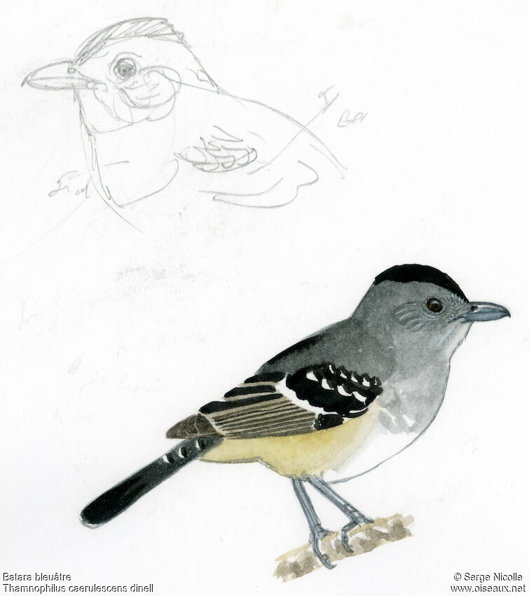 Variable Antshrike, identification