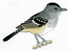 Variable Antshrike