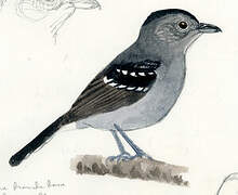 Variable Antshrike