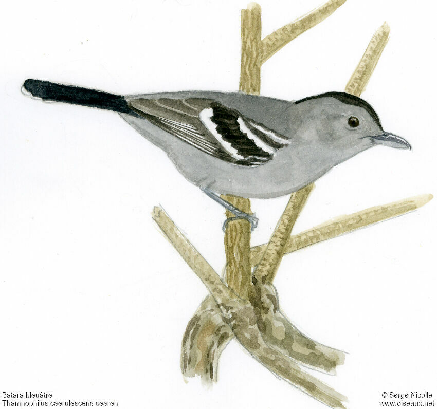 Variable Antshrike male, identification