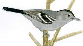 Variable Antshrike