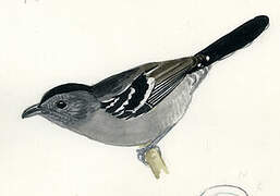 Variable Antshrike