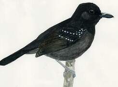 Black-hooded Antshrike