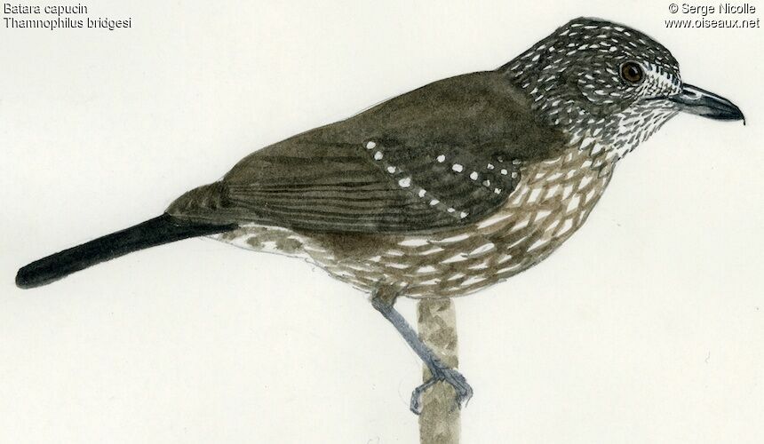 Black-hooded Antshrike female, identification