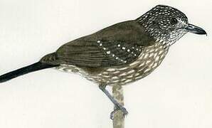 Black-hooded Antshrike