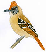 Collared Antshrike