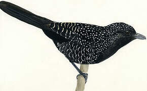 Large-tailed Antshrike