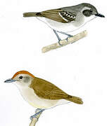 Plain Antvireo