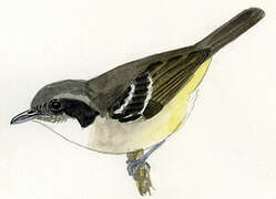 Plain Antvireo