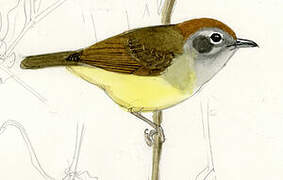 Plain Antvireo