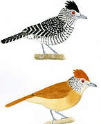 Barred Antshrike