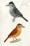 Barred Antshrike