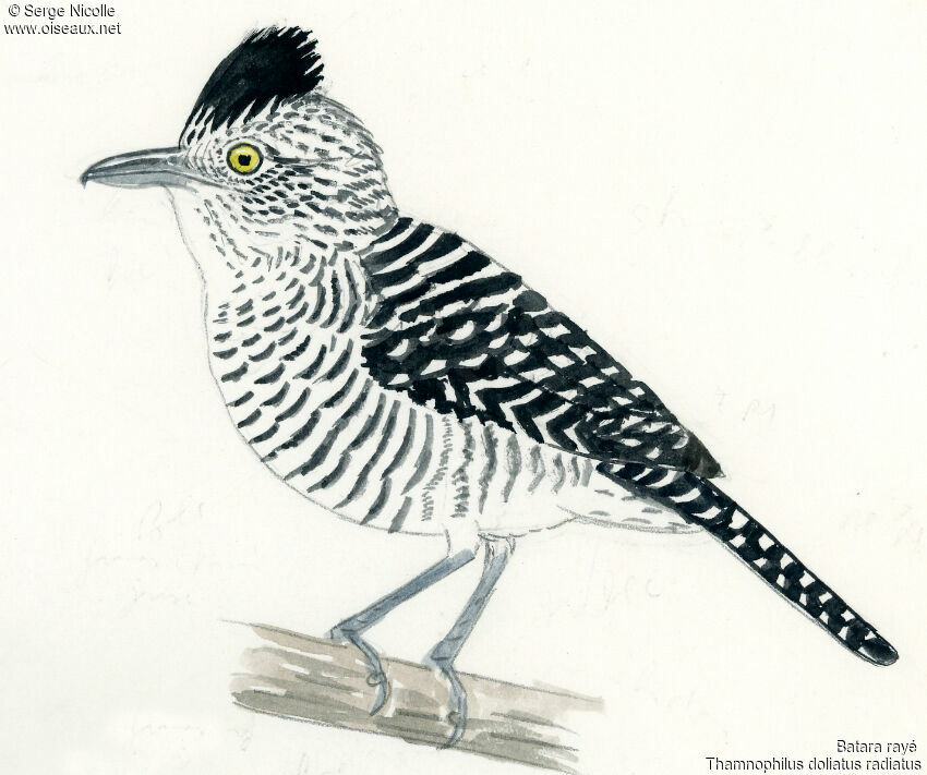 Barred Antshrike, identification