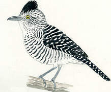 Barred Antshrike