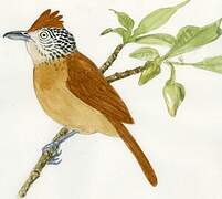 Barred Antshrike