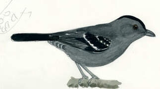 Northern Slaty Antshrike