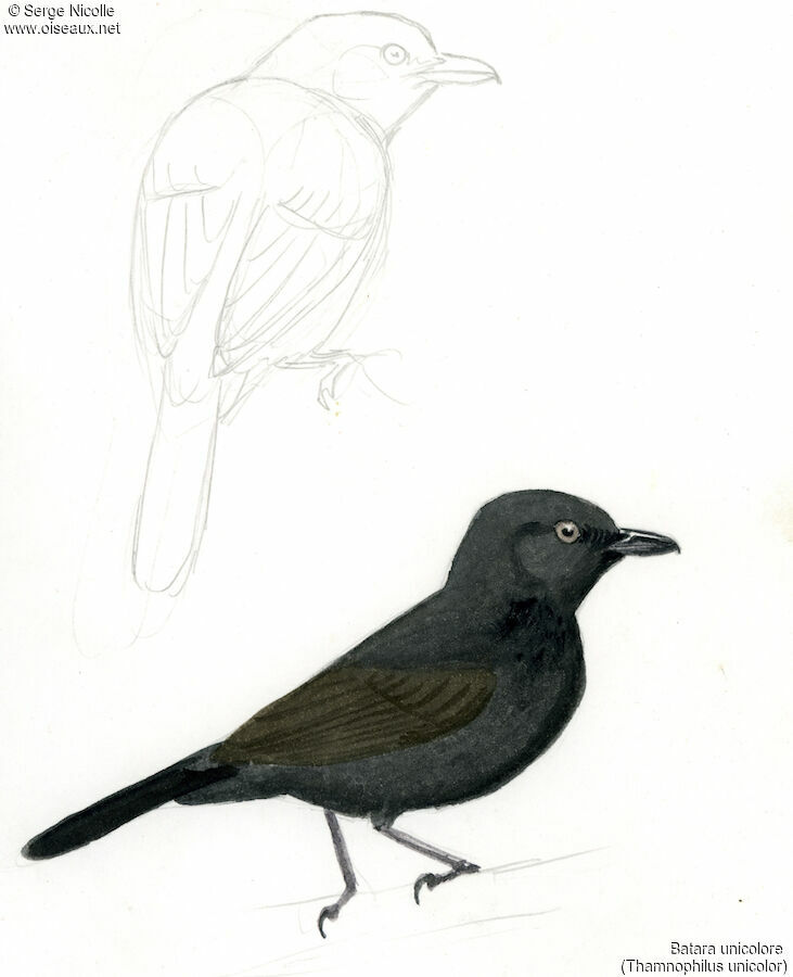 Uniform Antshrike, identification