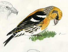 Two-barred Crossbill