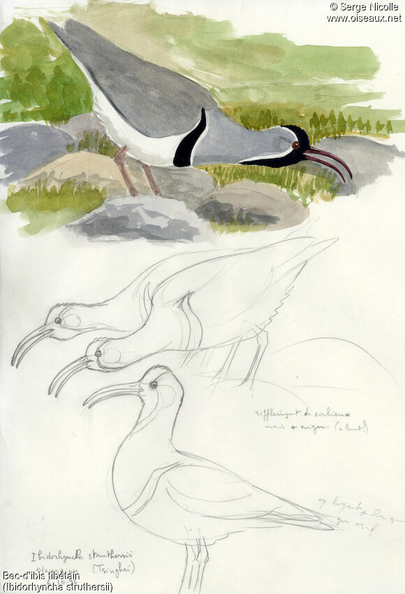 Ibisbill, identification