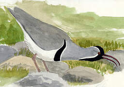 Ibisbill