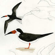 Black Skimmer