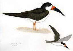 Black Skimmer