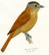 Chestnut-crowned Becard