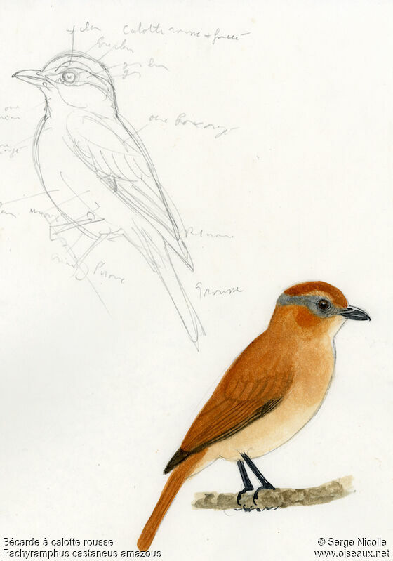 Chestnut-crowned Becard, identification
