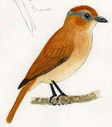 Chestnut-crowned Becard