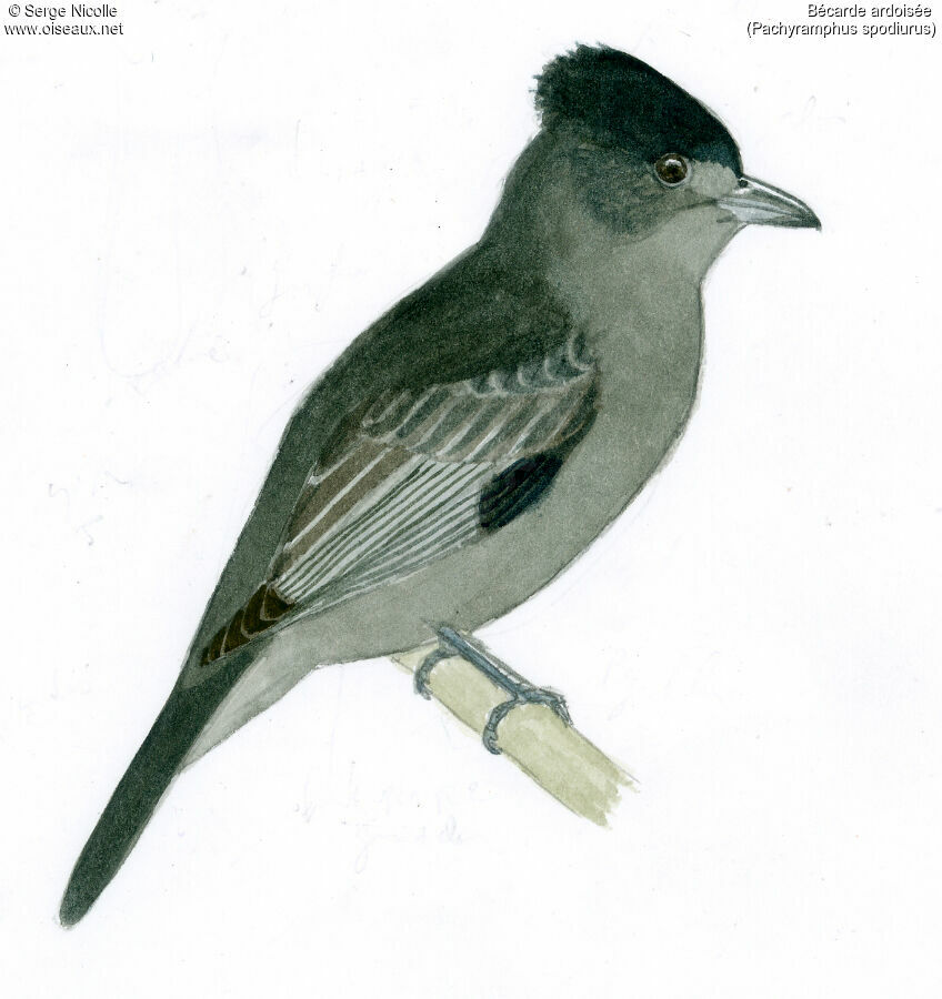 Slaty Becard male, identification