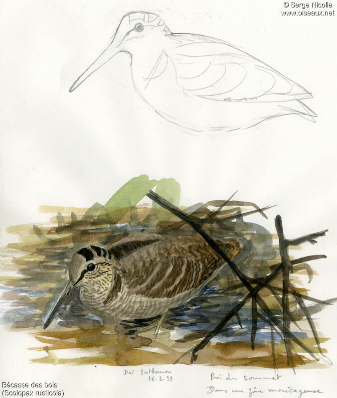 Eurasian Woodcock, identification