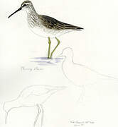 Stilt Sandpiper