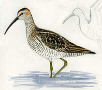 Stilt Sandpiper