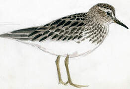 Long-toed Stint