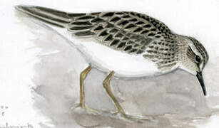 Long-toed Stint