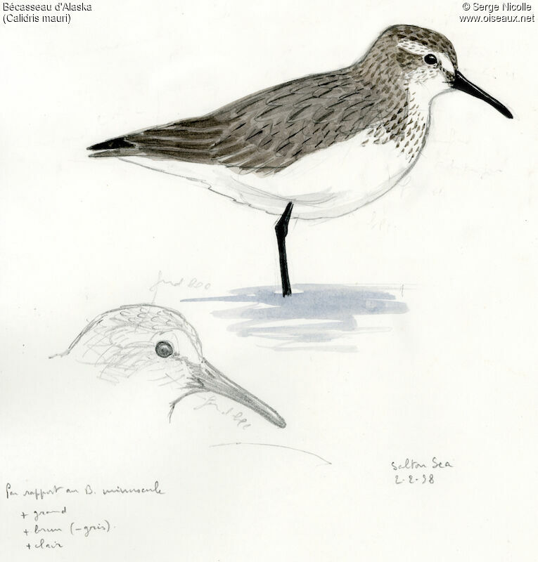 Western Sandpiper, identification