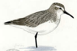 Western Sandpiper