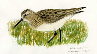 Baird's Sandpiper