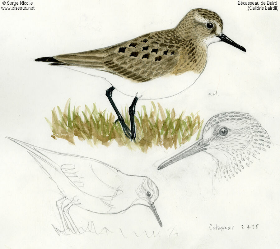 Baird's Sandpiper, identification