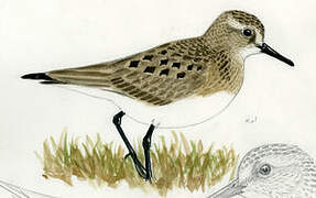 Baird's Sandpiper