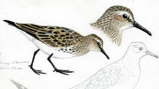 White-rumped Sandpiper