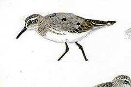 White-rumped Sandpiper