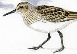 White-rumped Sandpiper