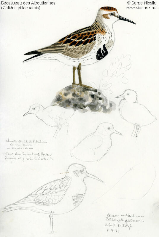Rock Sandpiper, identification