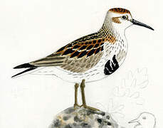 Rock Sandpiper