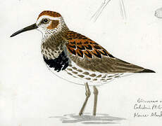 Rock Sandpiper