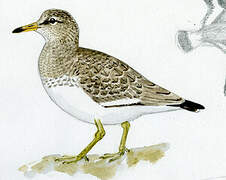 Surfbird