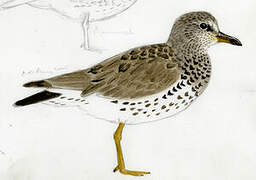 Surfbird