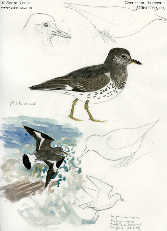 Surfbird, identification