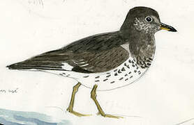 Surfbird